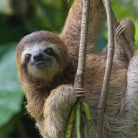 sloth.webp